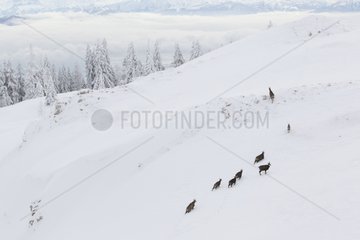 Chamois moving through deep snow Jura Vaud Switzerland