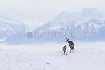 Chamois and young in snow Jura Vaud Switzerland