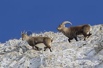 Couple Ibex in rut on snow Valais Alps Switzerland