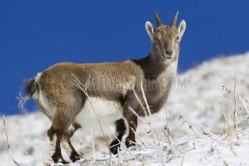 Ibex female on snow Valais Alps Switzerland