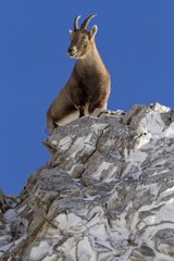 Ibex female on rock Valais Alps Switzerland