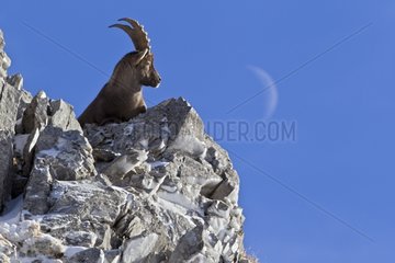 Ibex male lying on rock Valais Alps Switzerland