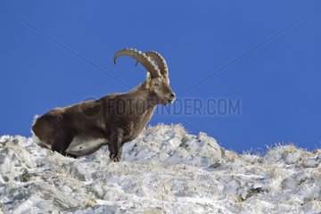 Ibex male standing in snow Valais Alps Switzerland