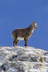 Young Ibex standing in snow Valais Alps Switzerland