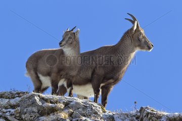 Ibex female and young on rock Valais Alps Switzerland