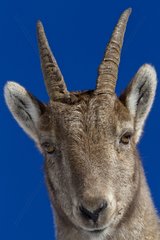 Portrait of Ibex female Valais Alps Switzerland