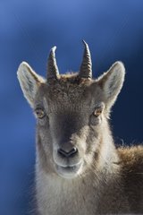 Portrait of a Young Ibex yearling Alps Valais Switzerland