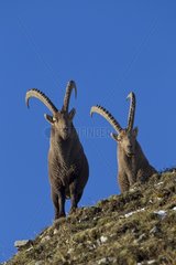 Alpine Ibex males Valais Switzerland