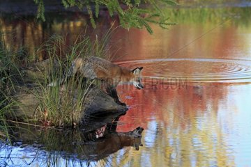 Adult red fox is reflected in the water