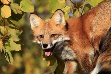 Portrait of an adult red fox