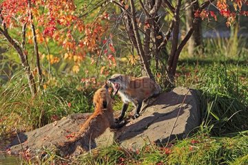 Two adult red fox fighting on a rock Minnesota USA