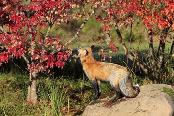 Adult red fox Minnesota USA