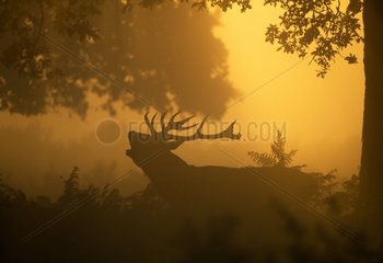 Silhouette of Red Deer stag calling at dawn in autumn UK