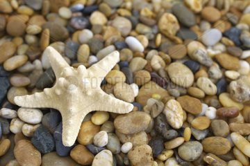 Starfish on pebble beach
