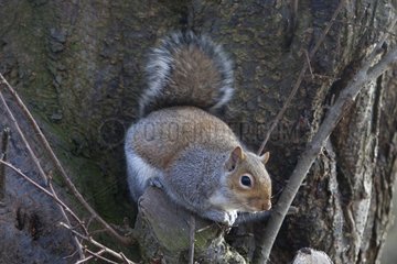 Grey squirrel on a branch United Kingdom