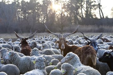 Rove Goats and Sheep 'Merino d'Arles' Provence France