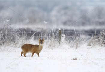 Male Chinese water deer standing in the snow in winter GB