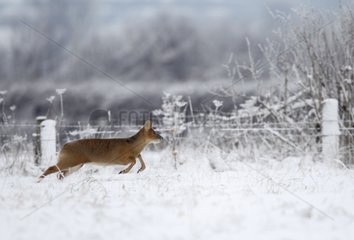 Male Chinese water deer running in the snow in winter GB