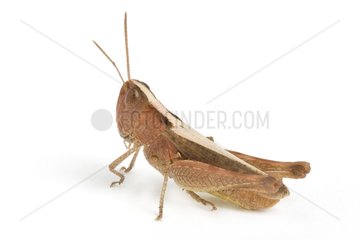 Heath Grasshopper on white background