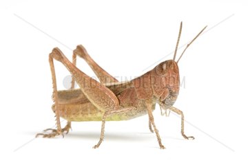 Heath Grasshopper on white background
