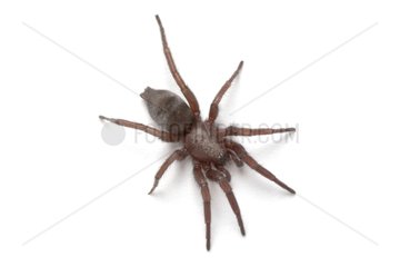 Gnaphosa Spider on white background