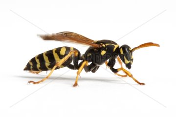 Paper Wasp female on white background