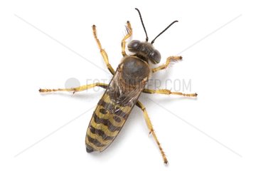 Sand Wasp female on white background
