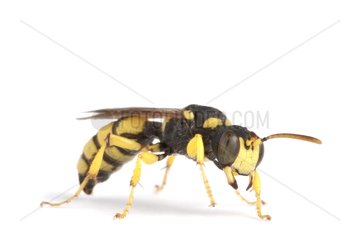 Wasp female on white background