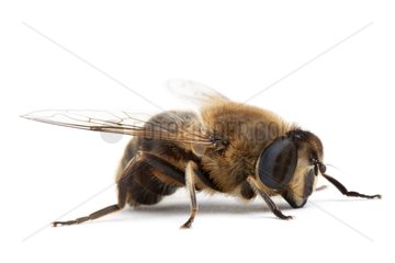 Drone fly on white background
