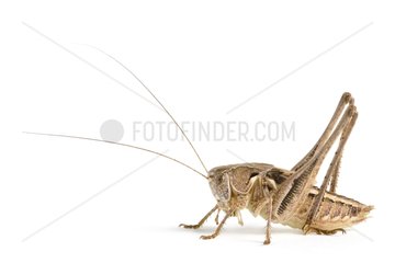 Grasshopper on white background