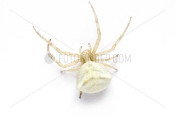 Crab Spider on white background