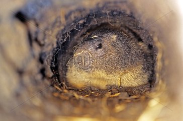 Alpine marmot in its burrow