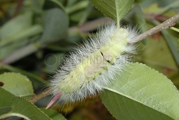 Tussock caterpillar in last stage Cipières France
