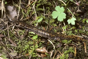 North-west Italian Cave Salamander adult in june Venanson