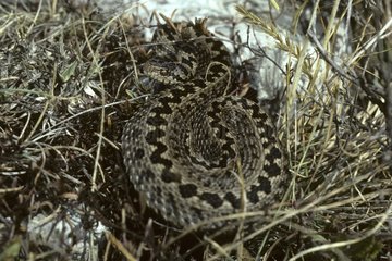 Meadow Viper coiled adult Plateau Caussols France