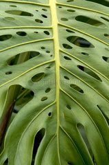 Leaf with holes on the island of Reunion