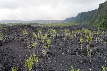 Ancient lava settled on the island of Reunion