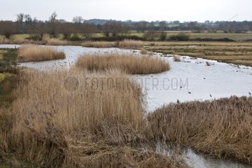 Marsh landscape in winter WWT Slimbridge Reserve UK