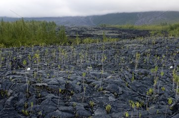 Ancient lava settled on the island of Reunion