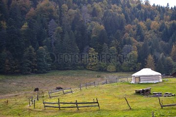 Yurt from Mongolia near a forrest