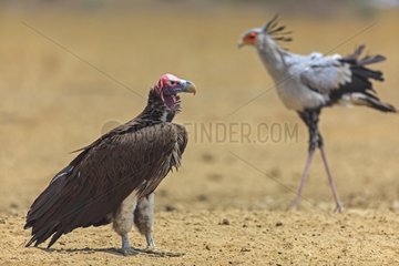 Encounter between a Lappet-faced Vulture and a Secretarybird