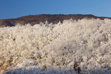 Forest in winter at Plitvice lakes NP in Croatia