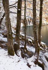 Forest under the snow at Plitvice lakes NP in Croatia