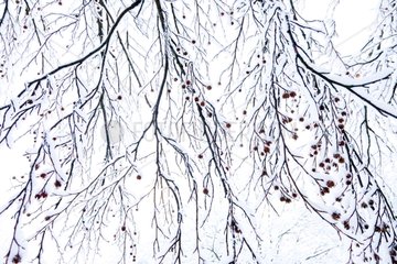 Branches under the snow at Plitvice lakes NP in Croatia
