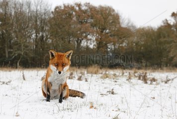 Red fox sitting in a snowy meadow GB