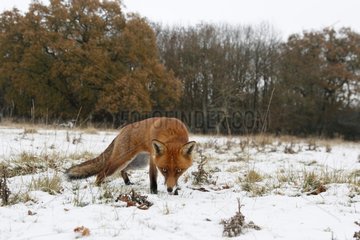 Red fox standing in a snowy meadow GB