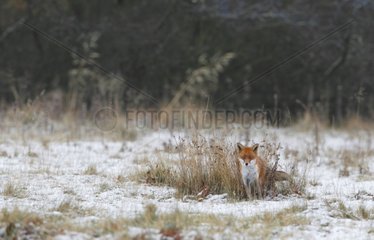 Red fox standing in a snowy meadow GB