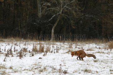 Red fox defecating in a snowy meadow GB