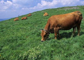 Tarentaise cow grazing in a meadow