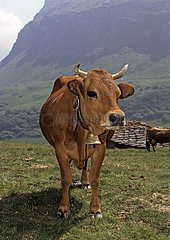 Tarentaise cow